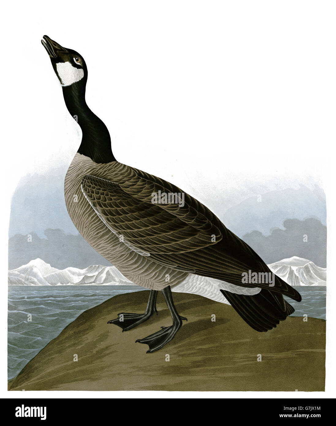 Canada Goose, Branta canadensis, birds, 1827 - 1838 Stock Photo
