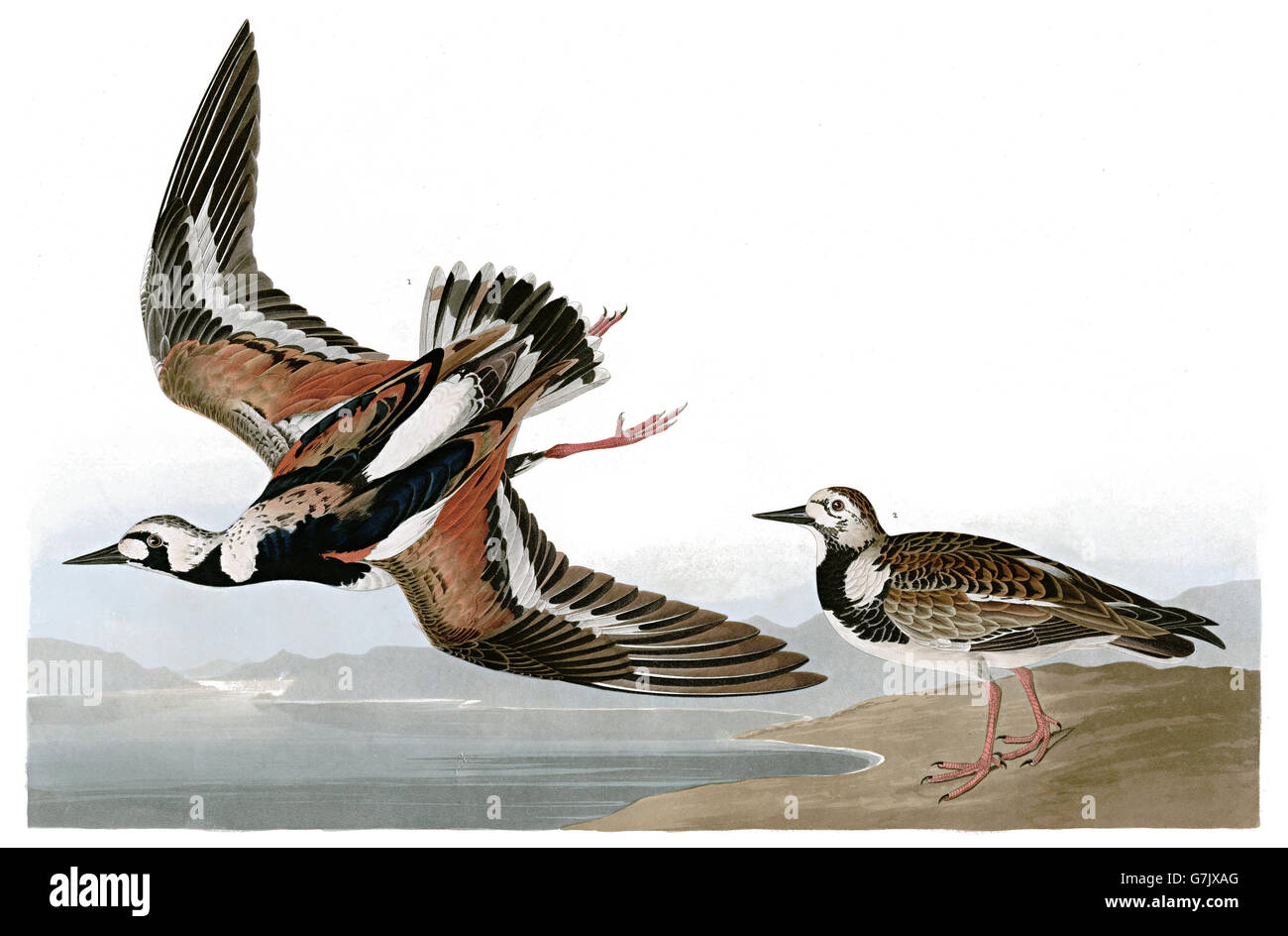 Ruddy Turnstone, Arenaria interpres, birds, 1827 - 1838 Stock Photo