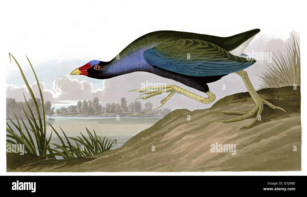 Purple Gallinule, Porphyrio martinicus, birds, 1827 - 1838 Stock Photo
