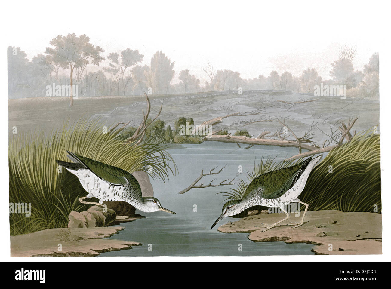 Spotted Sandpiper, Tringa macularia, birds, 1827 - 1838 Stock Photo