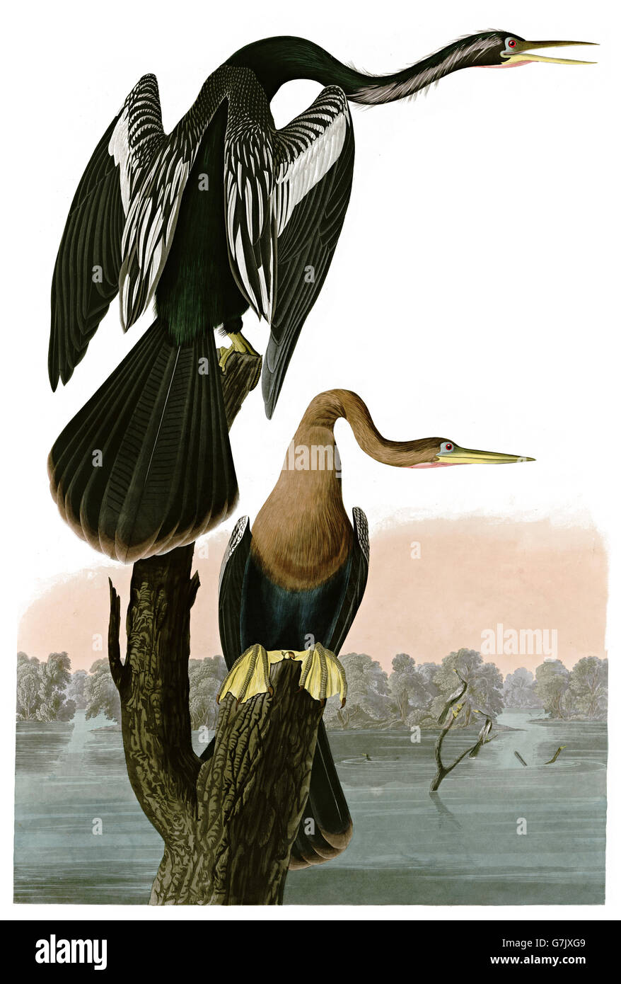 Anhinga, Anhinga anhinga, birds, 1827 - 1838 Stock Photo