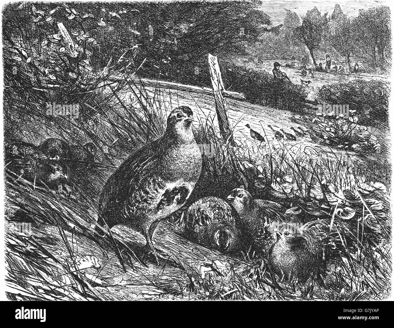 Grey partridge, Perdix perdix, hun, illustration from book dated 1904 Stock Photo
