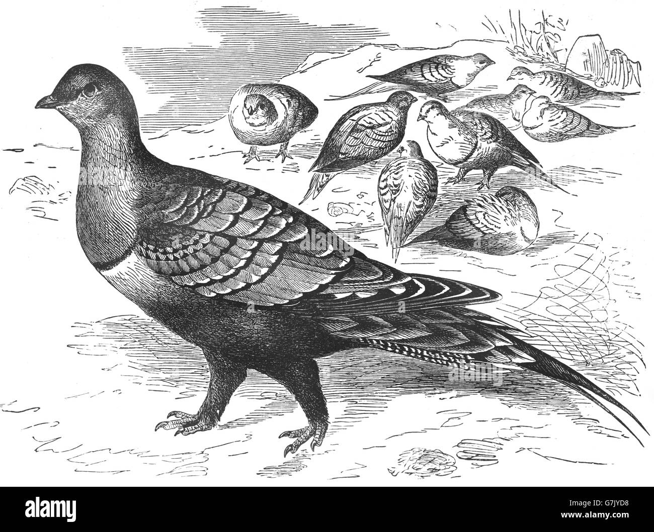 Chestnut-bellied sandgrouse, Pterocles exustus, illustration from book dated 1904 Stock Photo