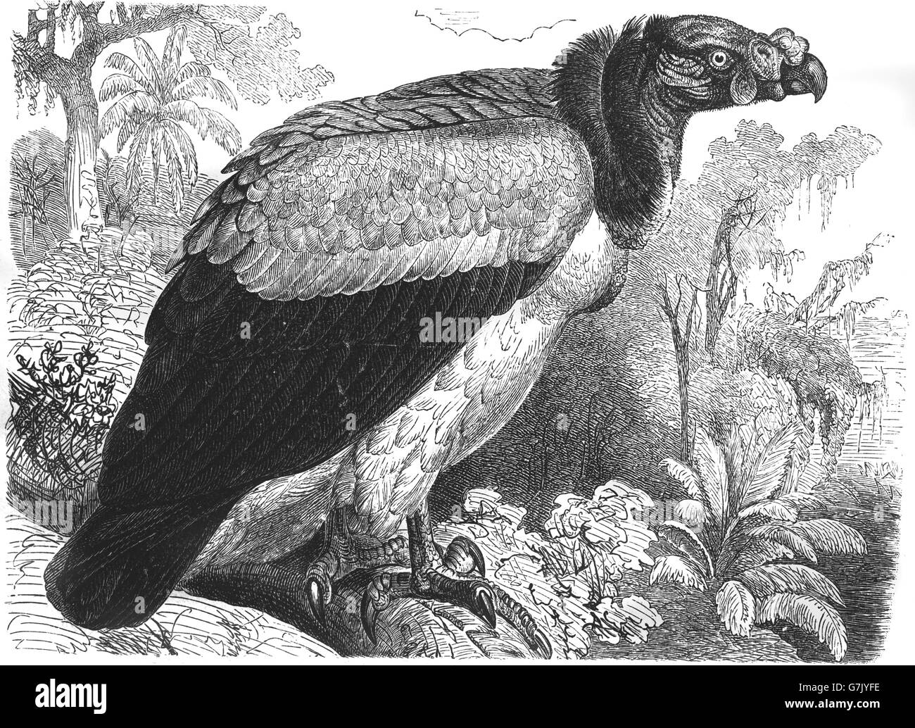 King vulture, Sarcoramphus papa, illustration from book dated 1904 Stock Photo