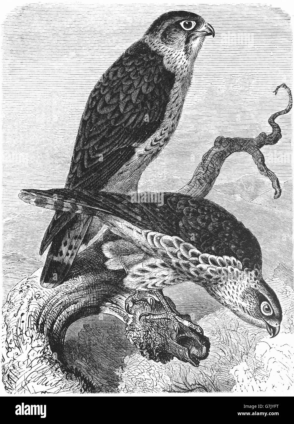 Merlin, Falco columbarius, pigeon hawk, illustration from book dated 1904 Stock Photo