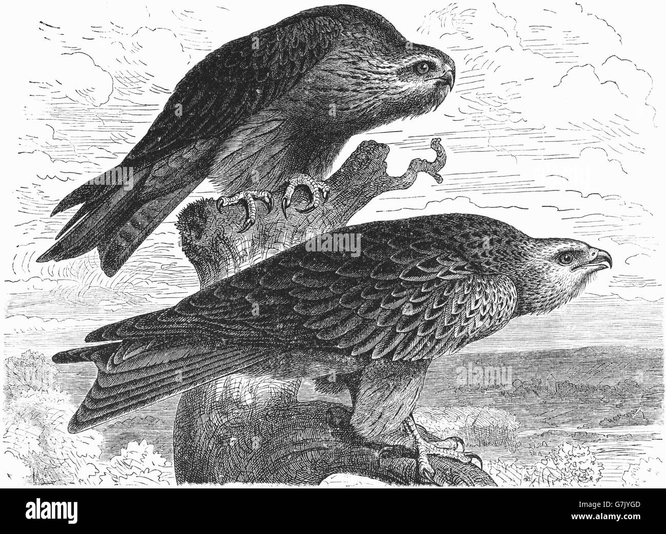 Black kite, Milvus migrans and red kite, Milvus milvus, illustration from book dated 1904 Stock Photo