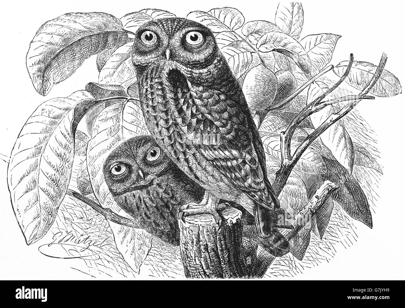 Little owl, Athene noctua, illustration from book dated 1904 Stock