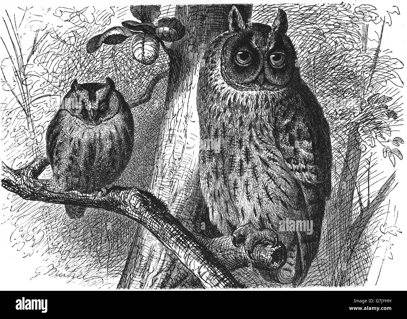 Eurasian scops owl, Otus scops and long-eared owl, Asio otus, illustration from book dated 1904 Stock Photo