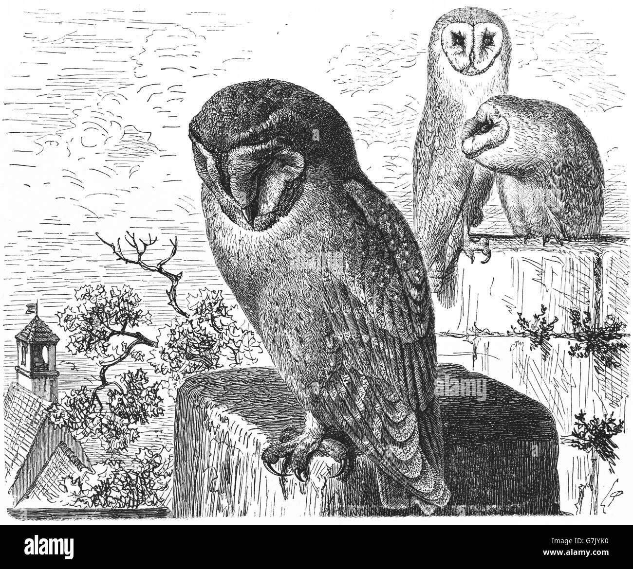 Barn owl, Tyto alba, illustration from book dated 1904 Stock Photo