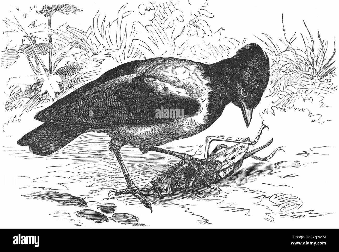 Rosy starling, Pastor roseus, illustration from book dated 1904 Stock Photo