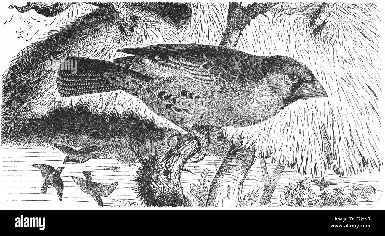 House sparrow, Passer domesticus, illustration from book dated 1904 Stock Photo