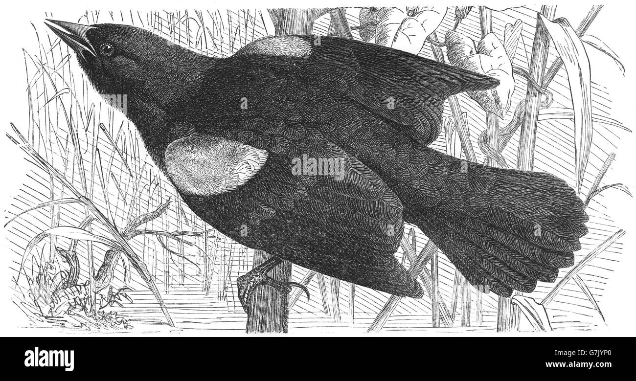 Red-winged blackbird, Agelaius phoeniceus, illustration from book dated 1904 Stock Photo