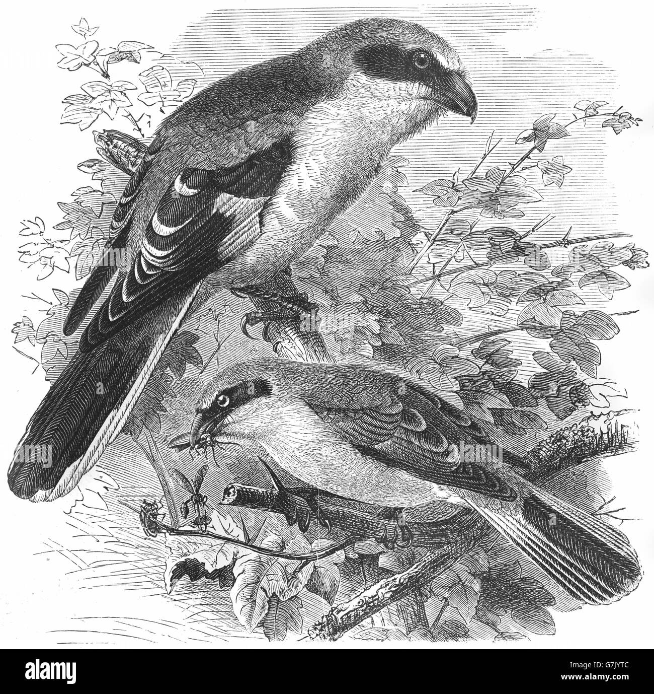 Carnivorous passerine bird Black and White Stock Photos & Images - Alamy