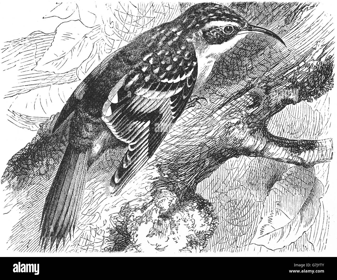Eurasian treecreeper, common treecreeper, Certhia familiaris, illustration from book dated 1904 Stock Photo