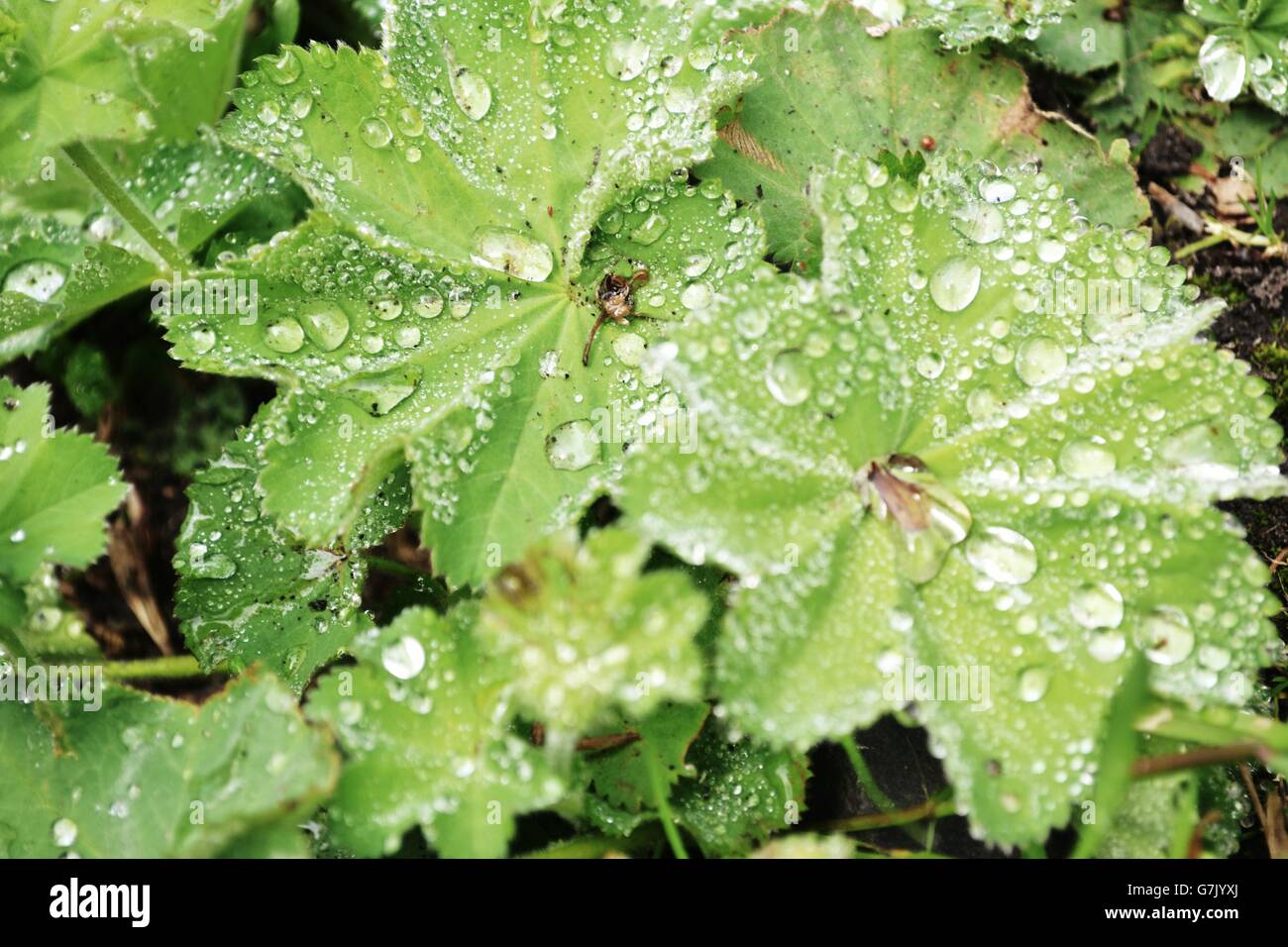 wet green foliage in a hedgerow with water droplets on leaves Stock Photo
