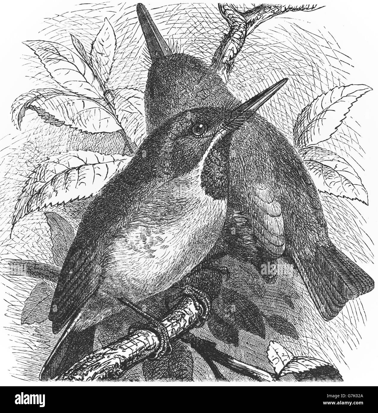 Jamaican tody, Todus todus, illustration from book dated 1904 Stock Photo