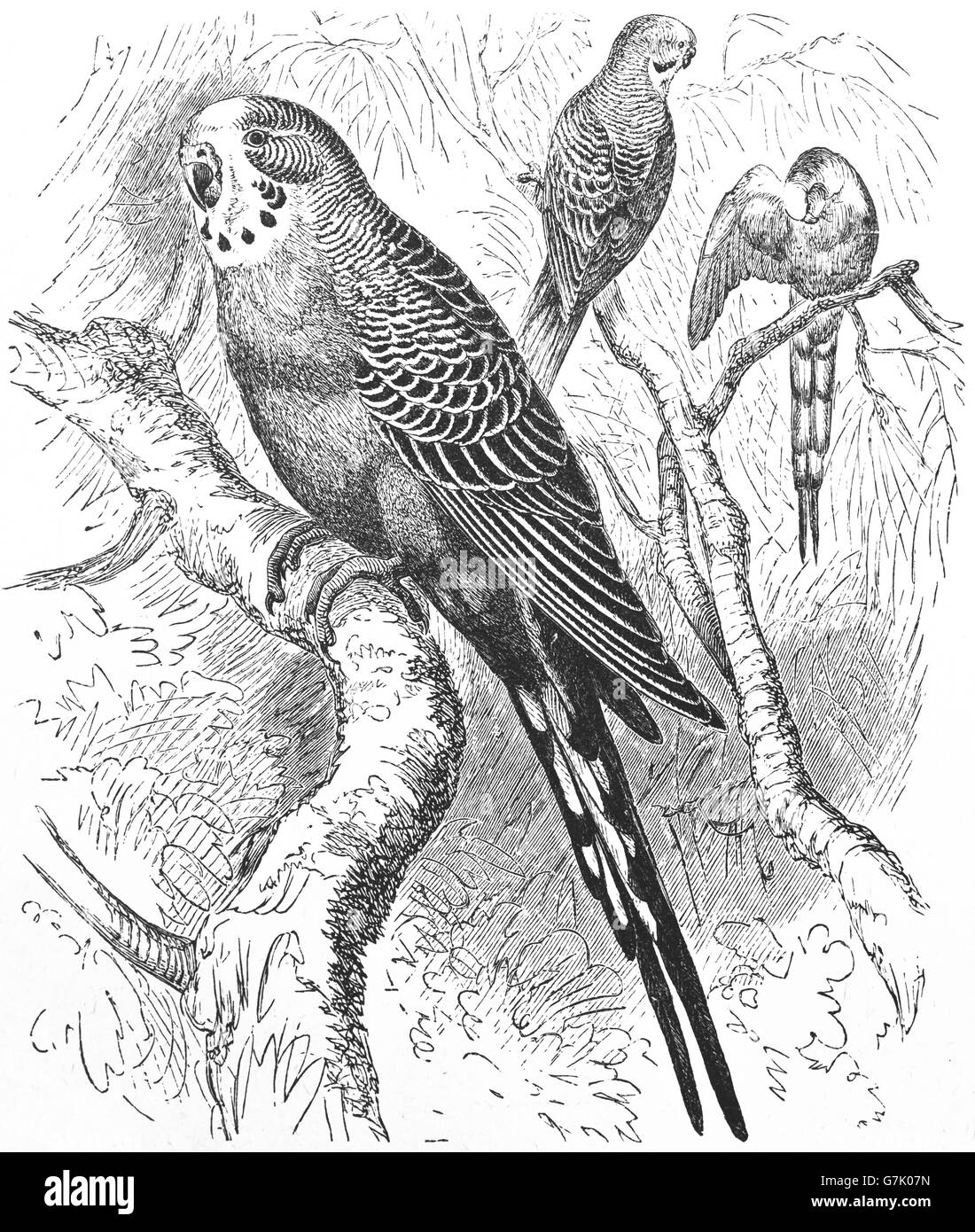Budgerigar, Melopsittacus undulatus, common pet parakeet, illustration from book dated 1904 Stock Photo