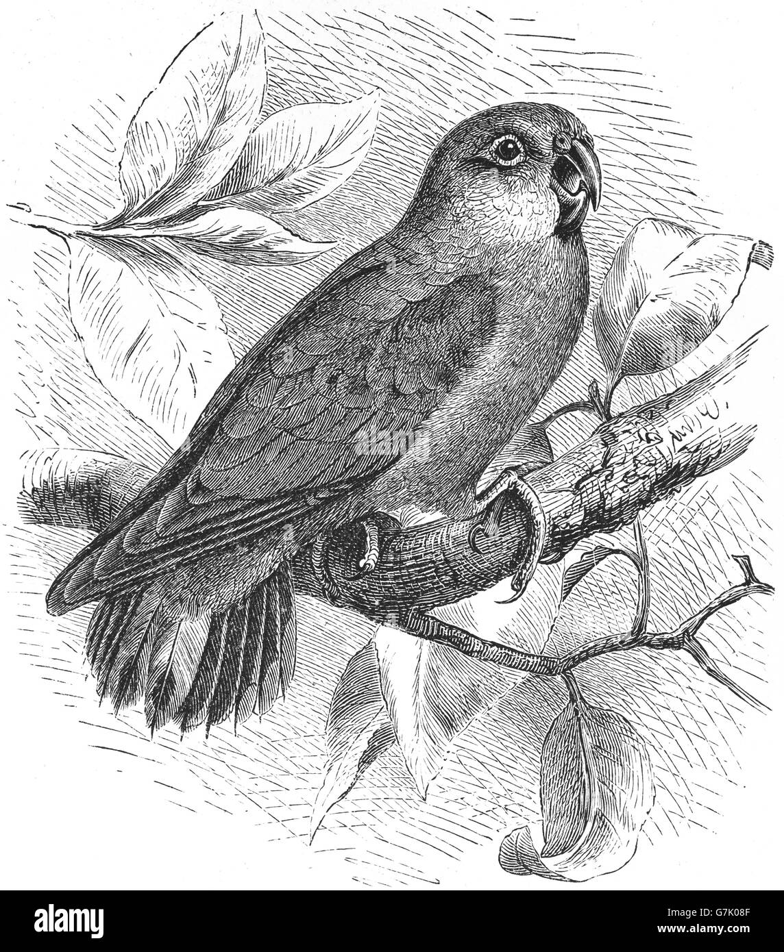 Geelvink pygmy parrot, Micropsitta geelvinkiana, illustration from book dated 1904 Stock Photo