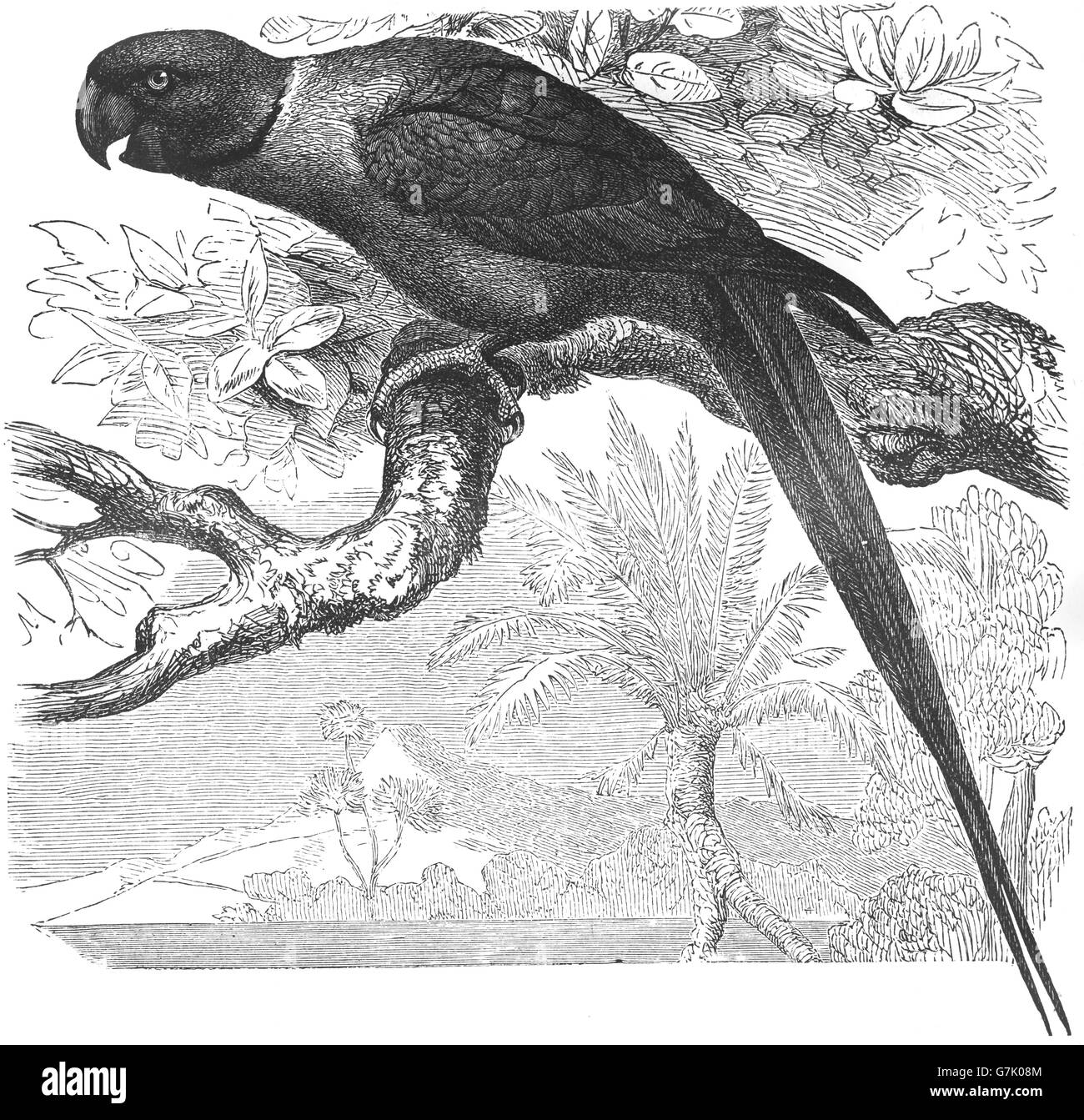 Rose-ringed parakeet, Psittacula krameri, ring-necked parakeet, illustration from book dated 1904 Stock Photo