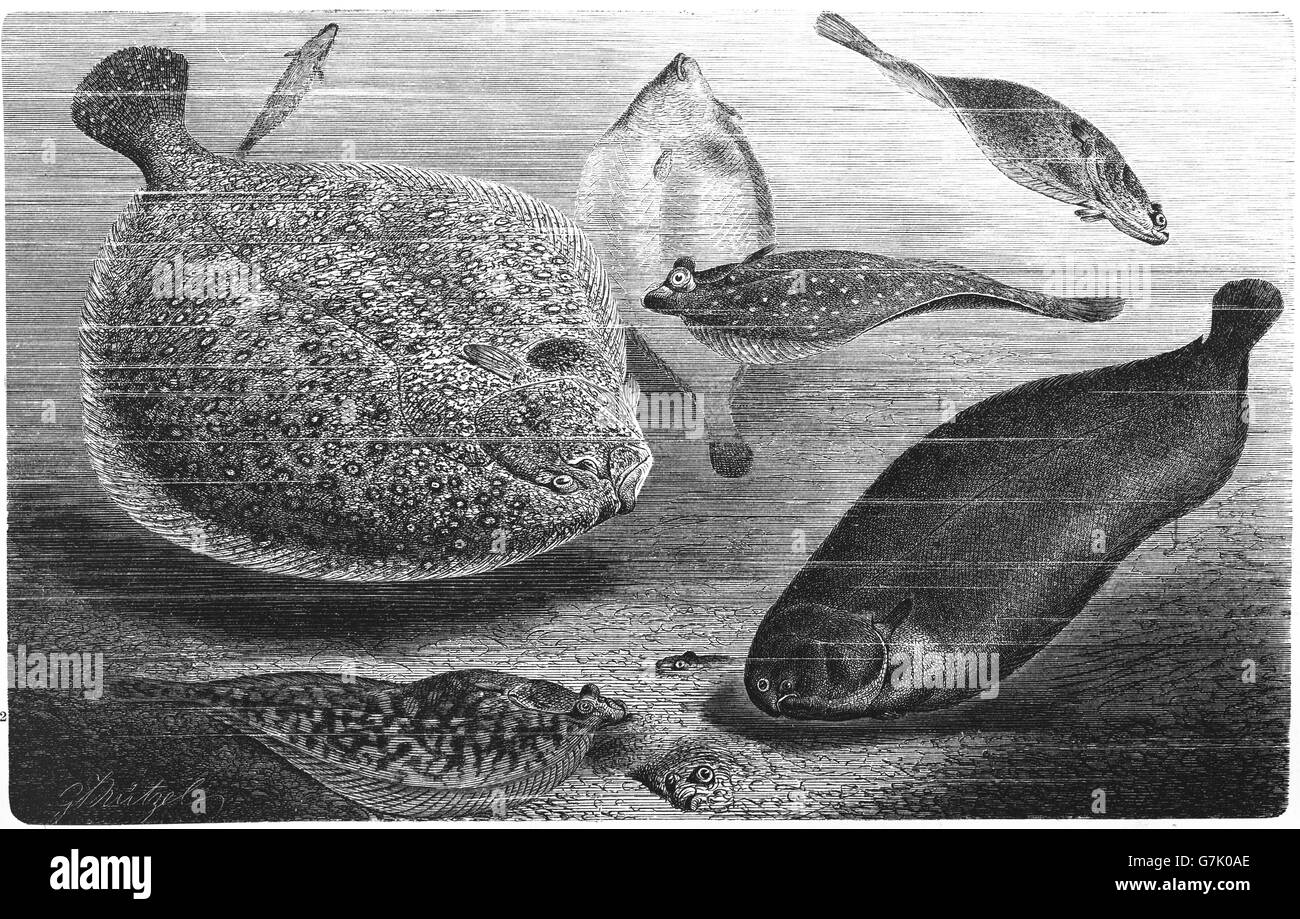 Atlantic halibut, Hippoglossus hippoglossus, European plaice, Pleuronectes platessa and common sole, Solea solea, illustration f Stock Photo