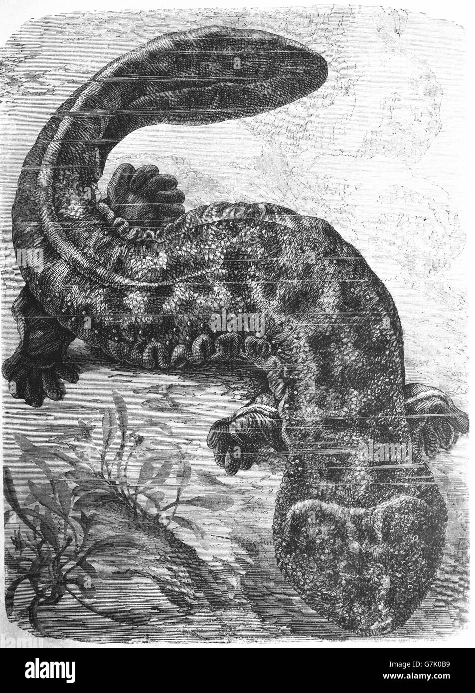 Japanese giant salamander, Andrias japonicus, illustration from book dated 1904 Stock Photo