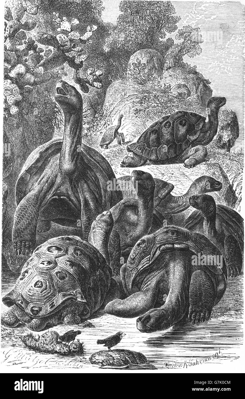 Galapagos tortoise, Galapagos giant tortoise, Chelonoidis nigra, illustration from book dated 1904 Stock Photo
