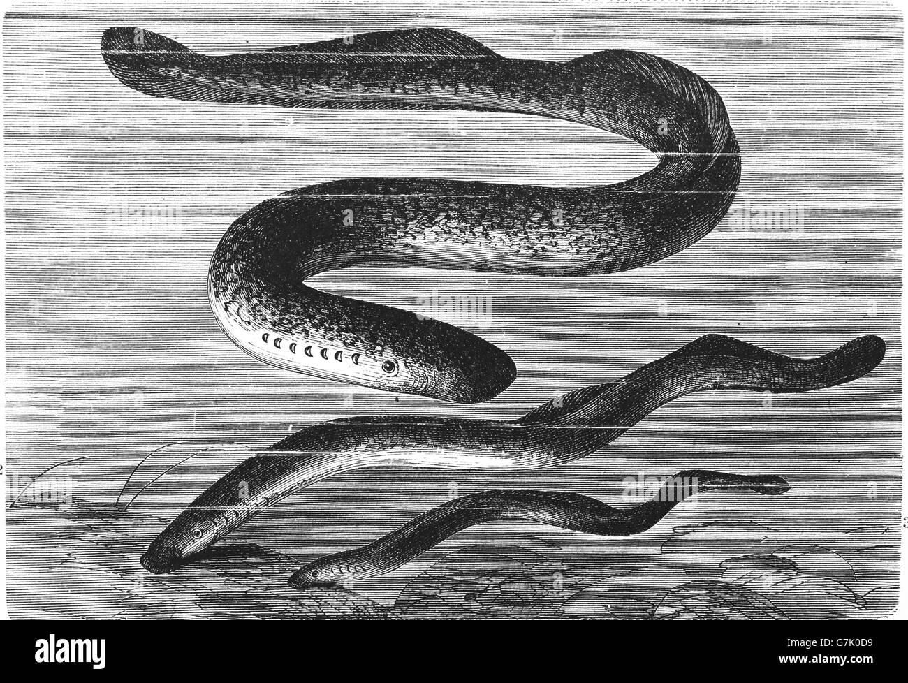 Sea lamprey, European river lamprey, brook lamprey, illustration from book dated 1904 Stock Photo
