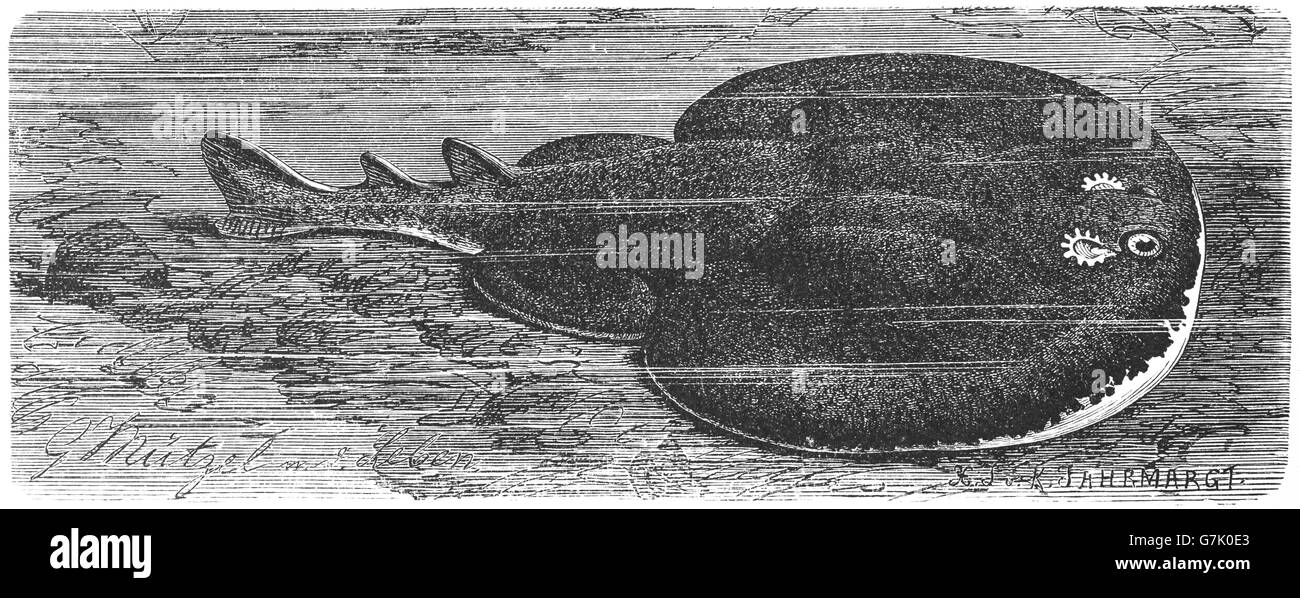 Marbled electric ray, Torpedo marmorata, illustration from book dated 1904 Stock Photo