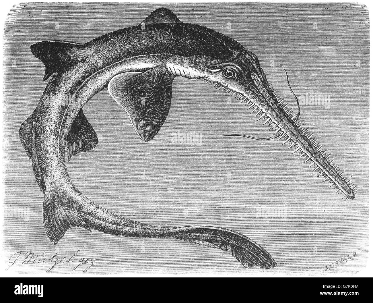 Japanese sawshark, Pristiophorus japonicus, illustration from book