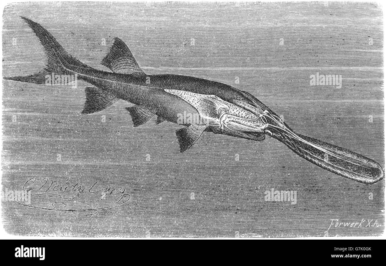 American paddlefish, Polyodon spathula, illustration from book dated
