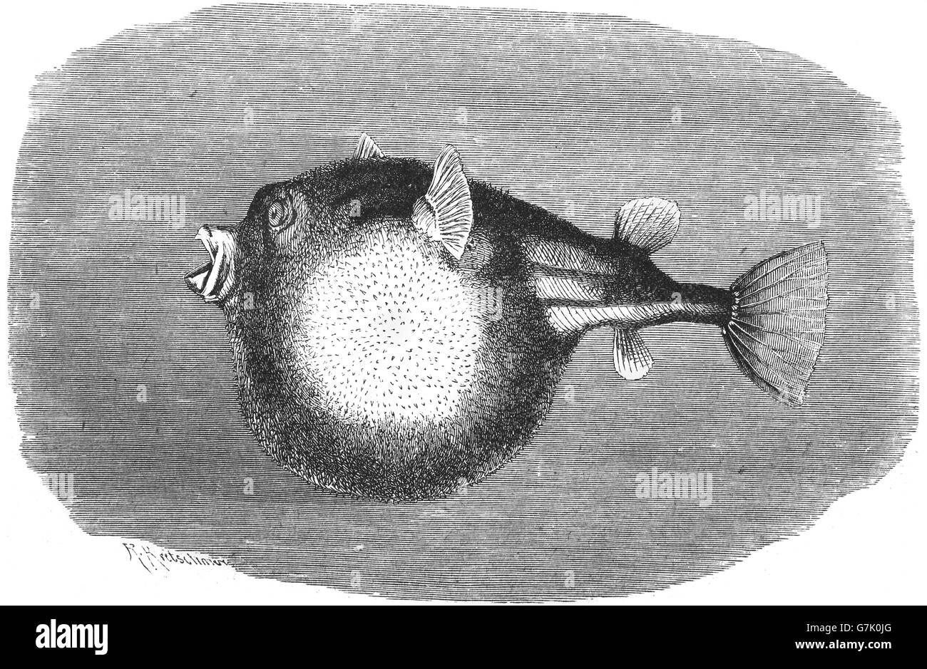 Fahaka pufferfish, Nile puffer, Globe fish, Lineatus puffer, Tetraodon lineatus, illustration from book dated 1904 Stock Photo
