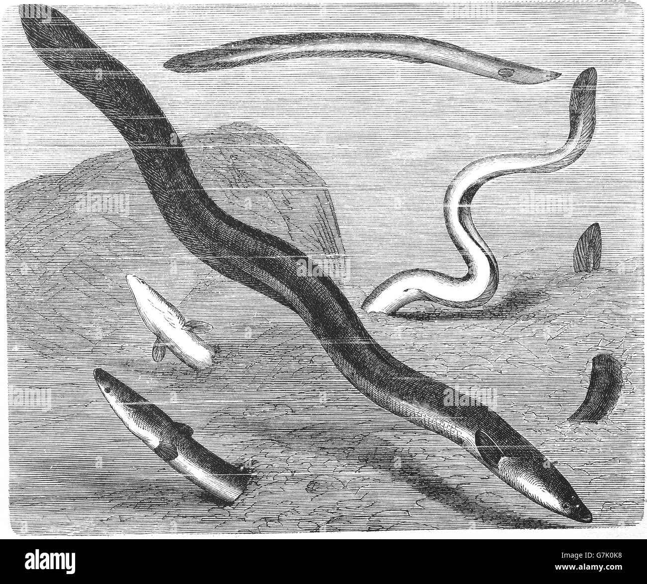 European eel, Anguilla anguilla, illustration from book dated 1904 ...