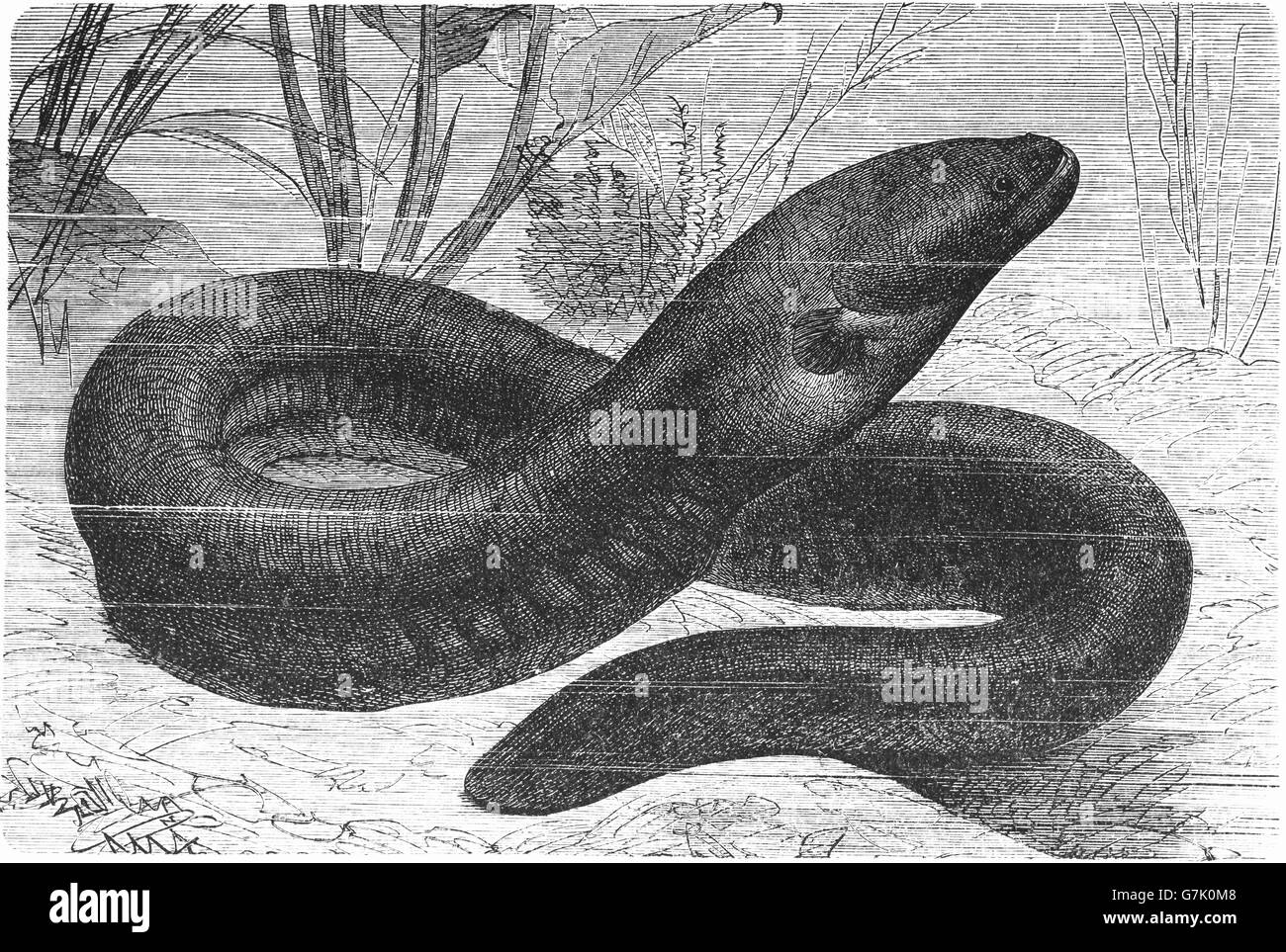 Electric eel, Electrophorus electricus, illustration from book dated 1904 Stock Photo