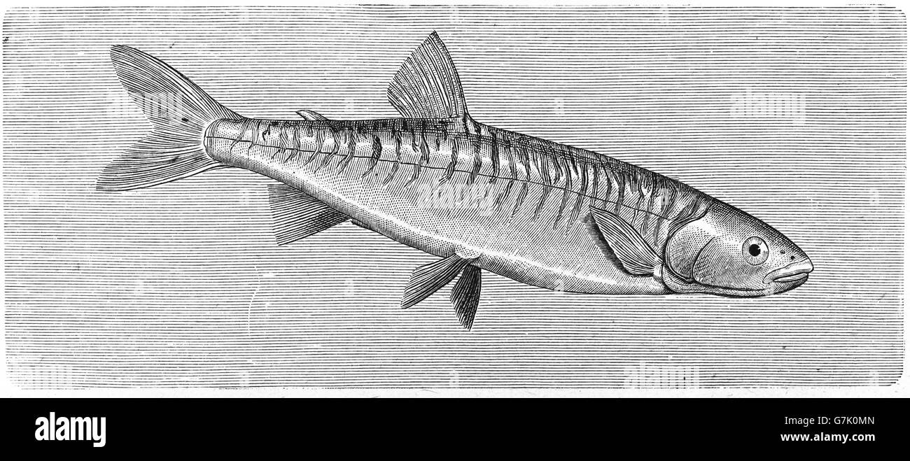 Zebra trout, Aplochiton zebra, freshwater, illustration from book dated 1904 Stock Photo