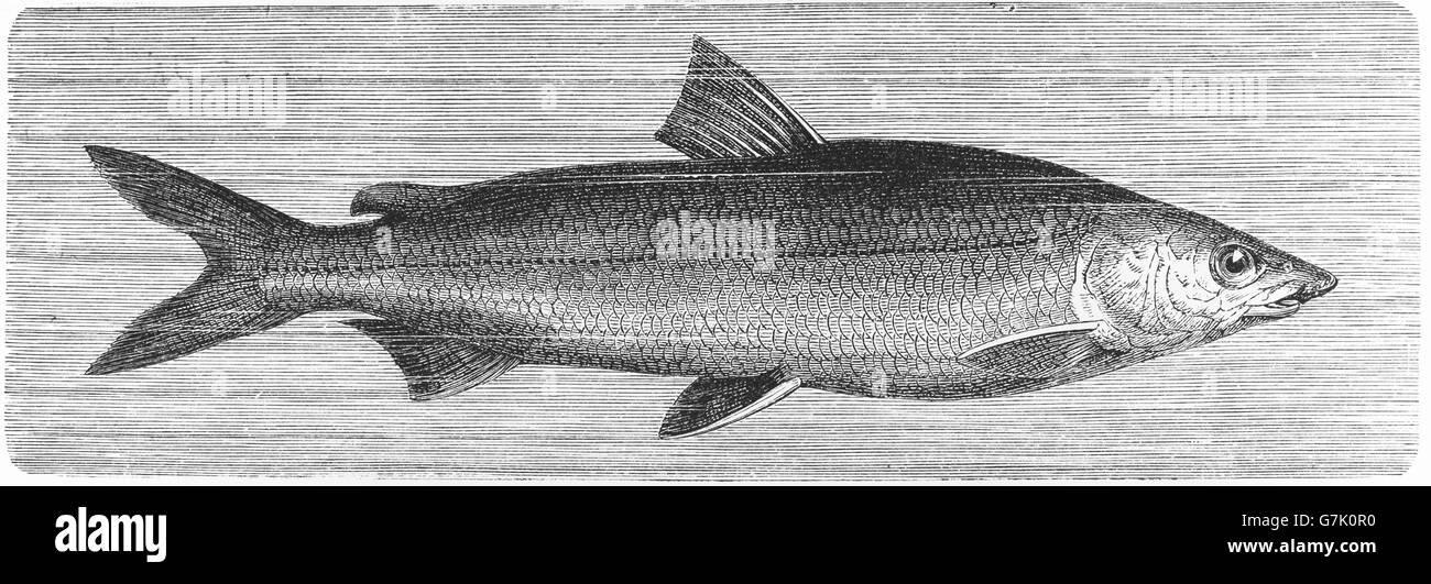 Atlantic whitefish, Coregonus huntsmani, illustration from book dated 1904 Stock Photo