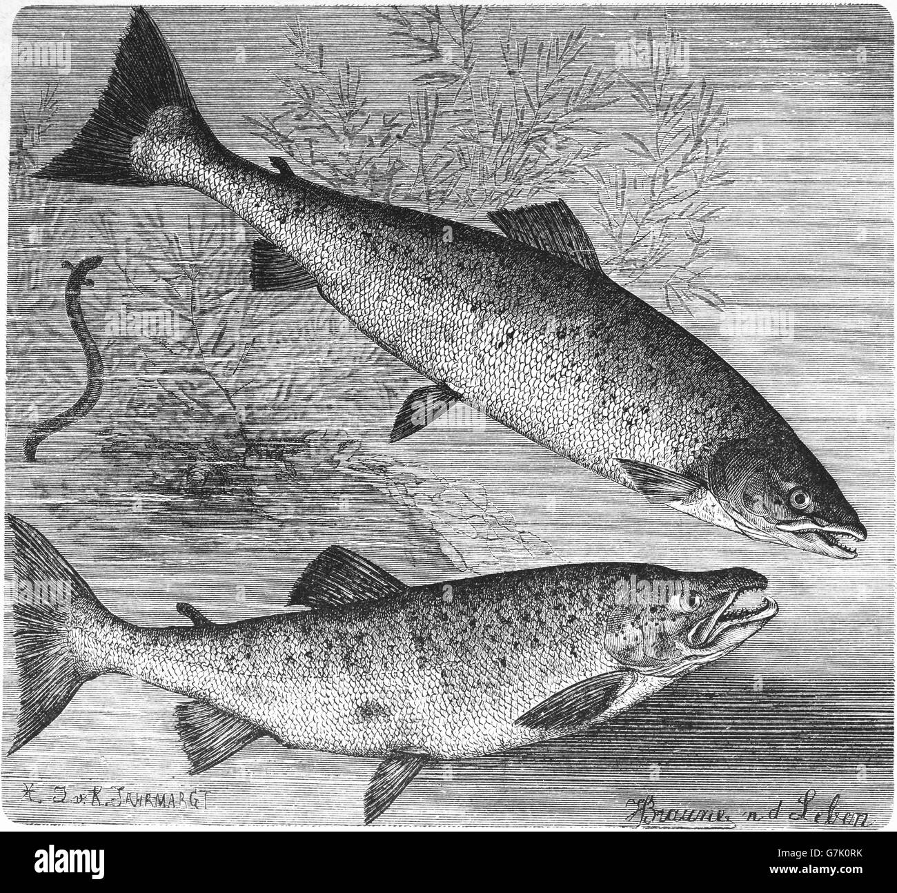 Atlantic salmon, Salmo salar and brown trout, Salmo trutta, illustration from book dated 1904 Stock Photo