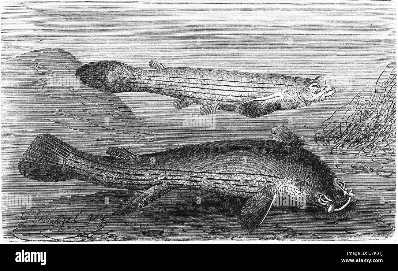 Anableps anableps, largescale four-eyed fish, illustration from book dated 1904 Stock Photo