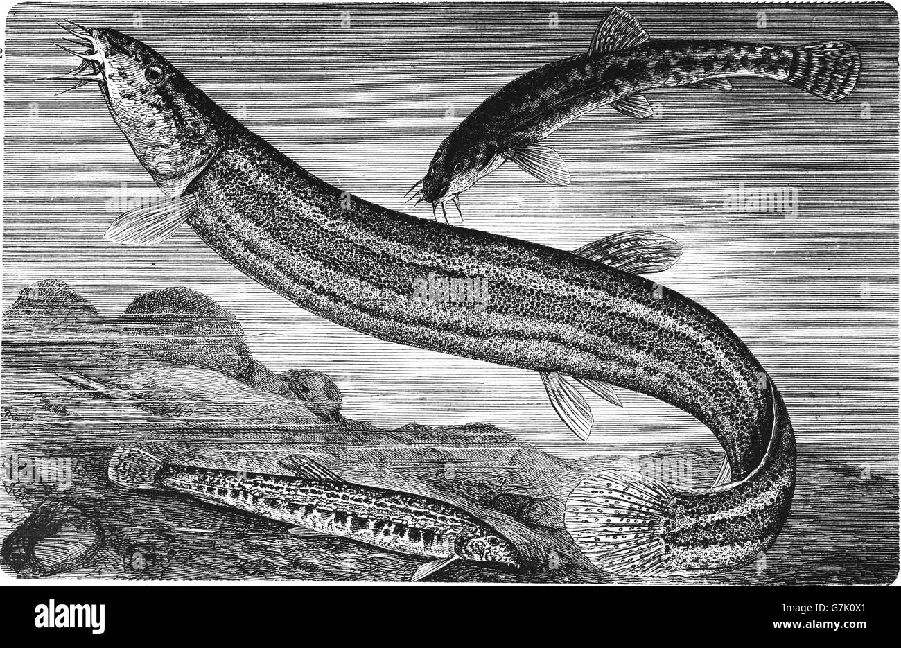 Stone loach, Barbatula barbatula, Misgurnis fossilis, European weatherfish, spined loach, Cobitis taenia, illustration from book Stock Photo
