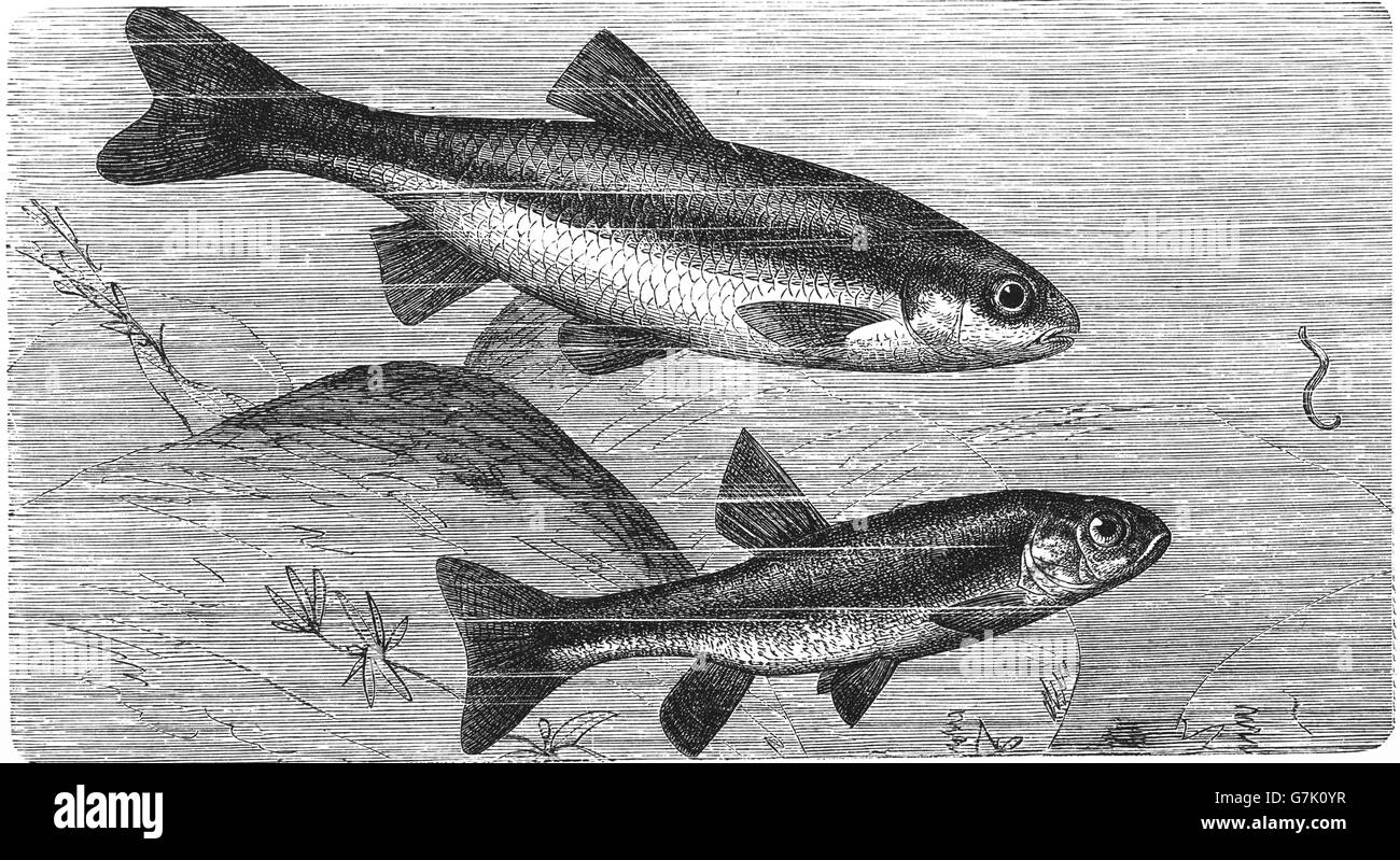 Common dace, Leuciscus leuciscus and common minnow, Phoxinus phoxinus, illustration from book dated 1904 Stock Photo