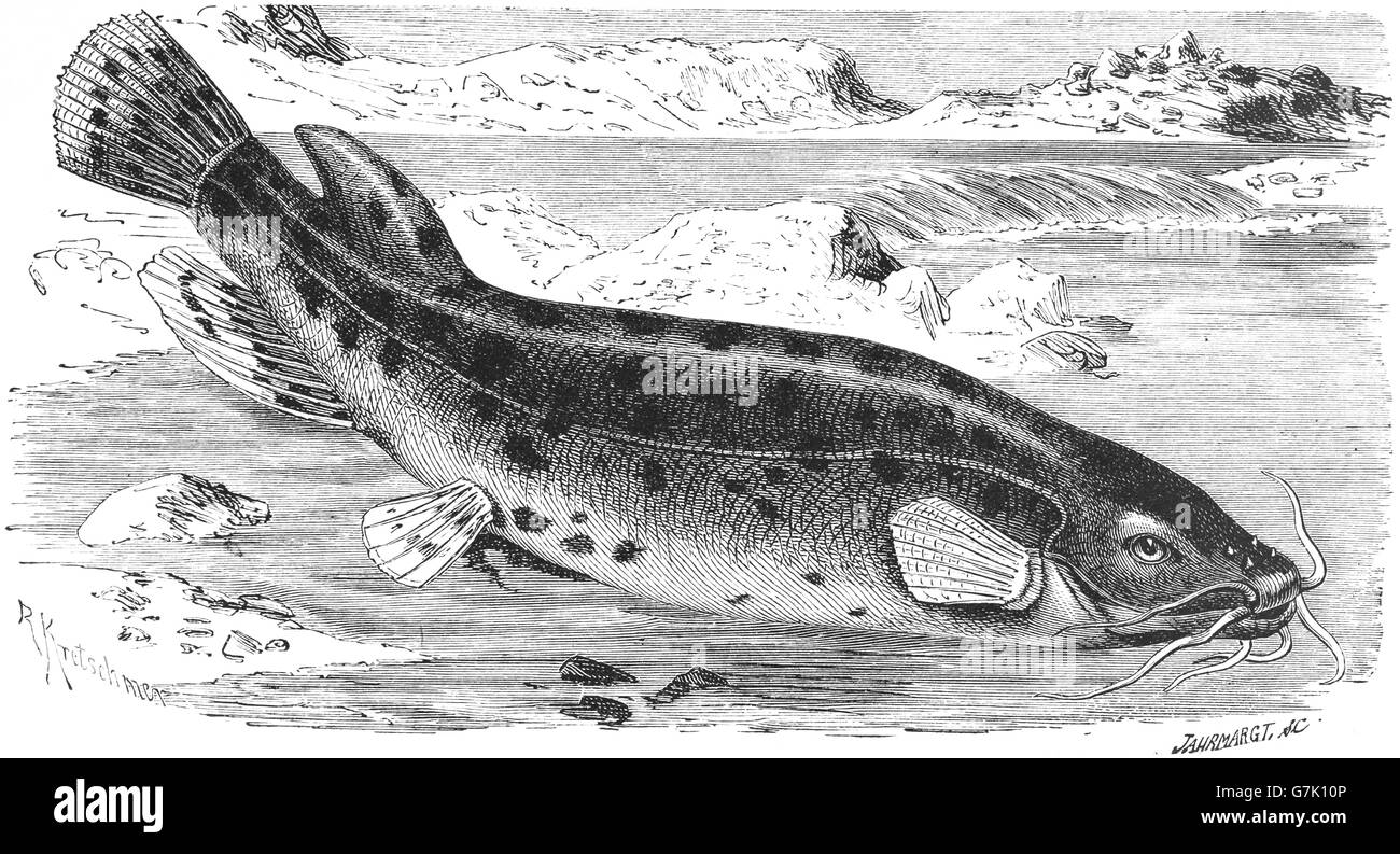 Malapterurus electricus, electric catfish, illustration from book dated 1904 Stock Photo