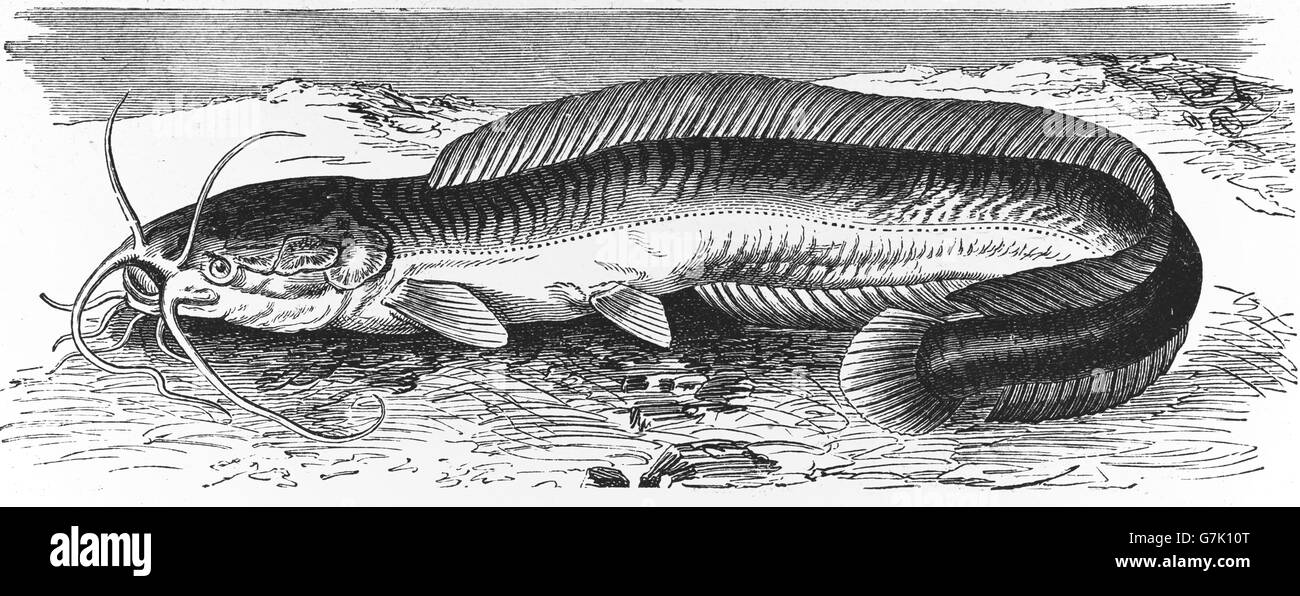 Clarias anguillaris, mudfish, illustration from book dated 1904 Stock Photo