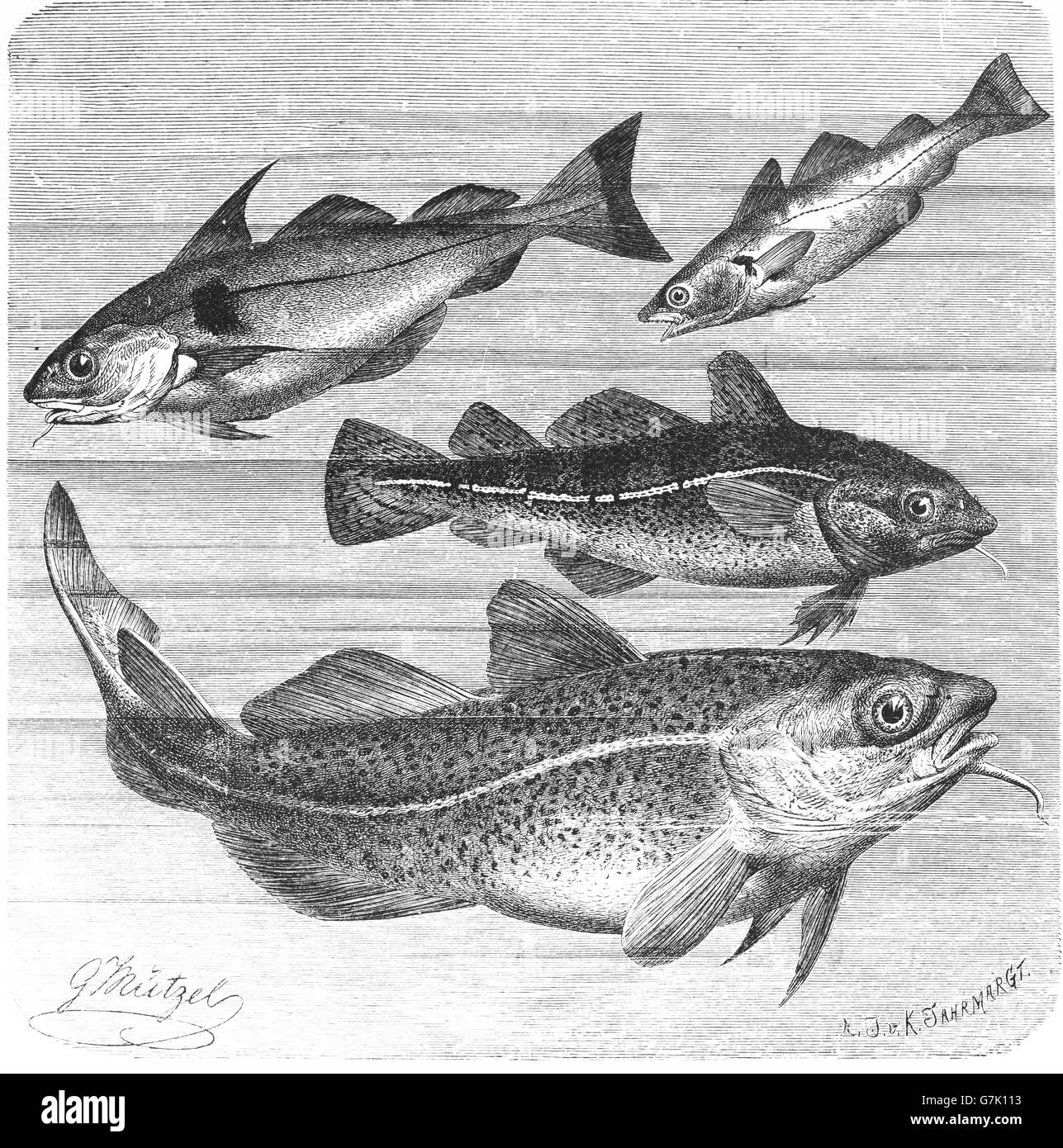 Haddock, Melanogrammus aeglefinus, Merlangius merlangus, whiting, merling, Atlantic cod, Gadus morhua Stock Photo