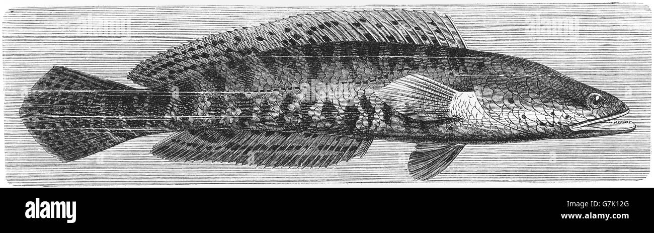 Snakehead murrel, Channa striata, illustration from book dated 1904 Stock Photo