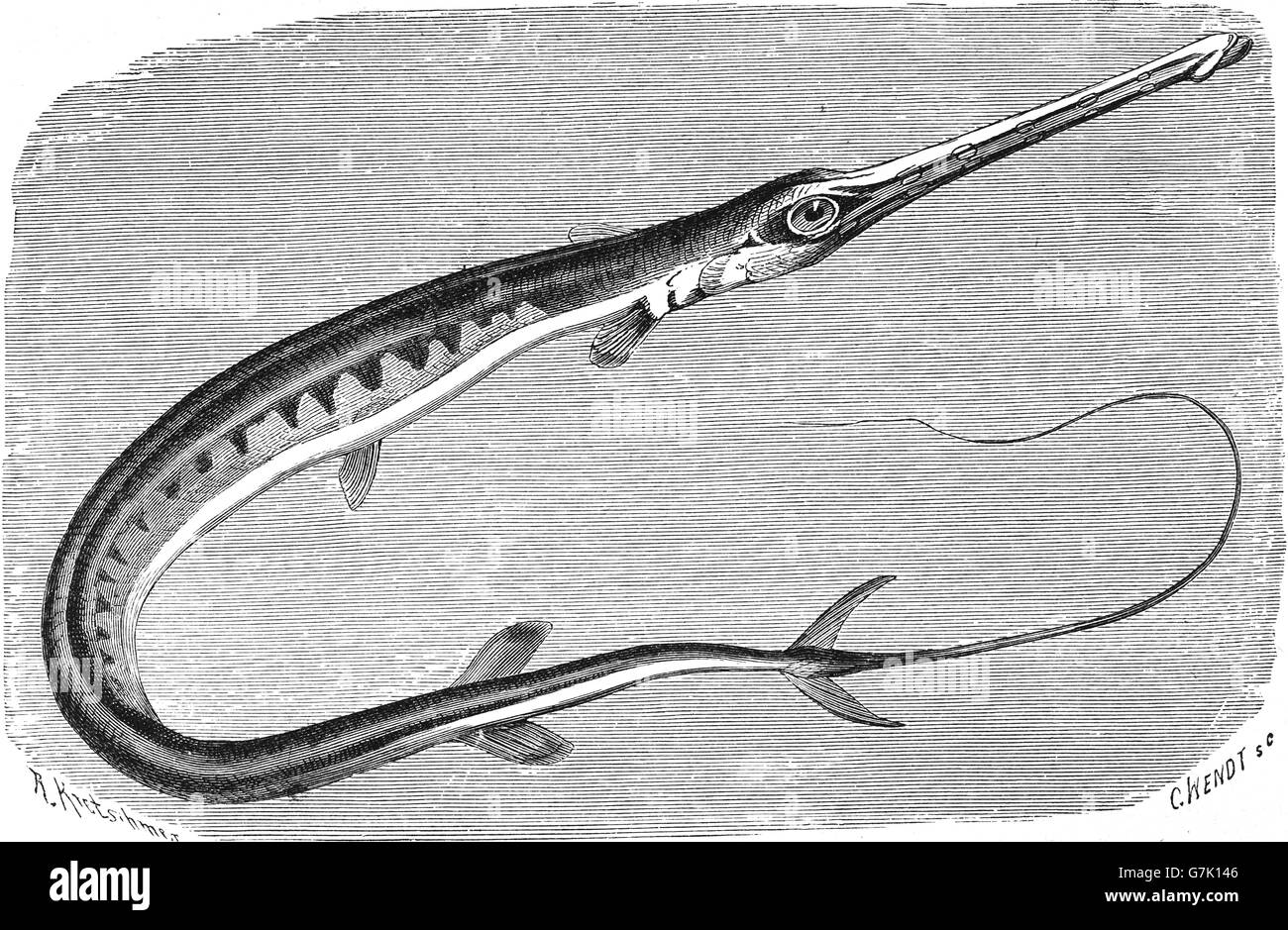 Fistularia tabacaria, illustration from book dated 1904