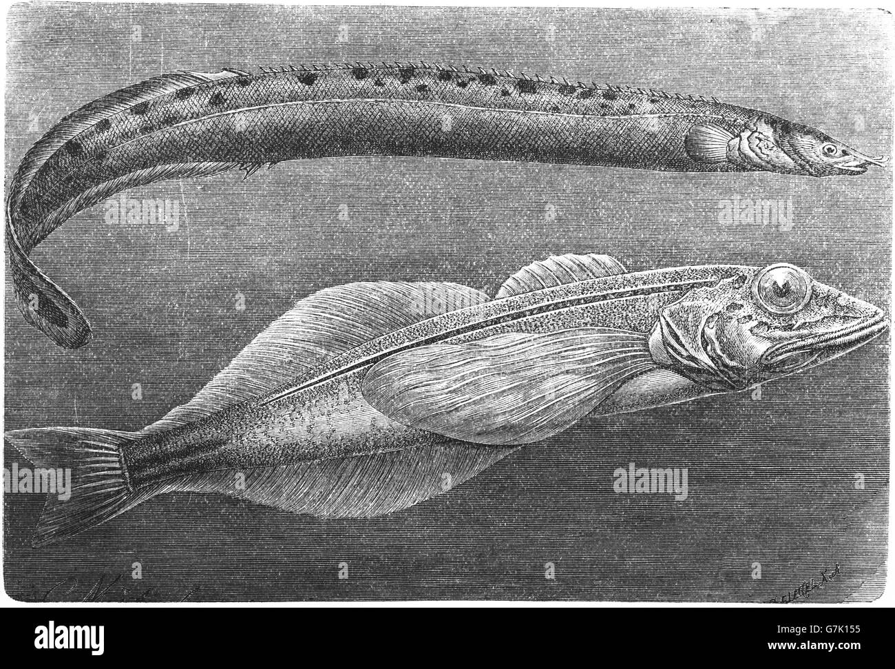Tire track eel, Mastacembelus armatus and Comephorus baikalensis, Big Baikal oilfish, golomyanka, illustration from book dated 1 Stock Photo