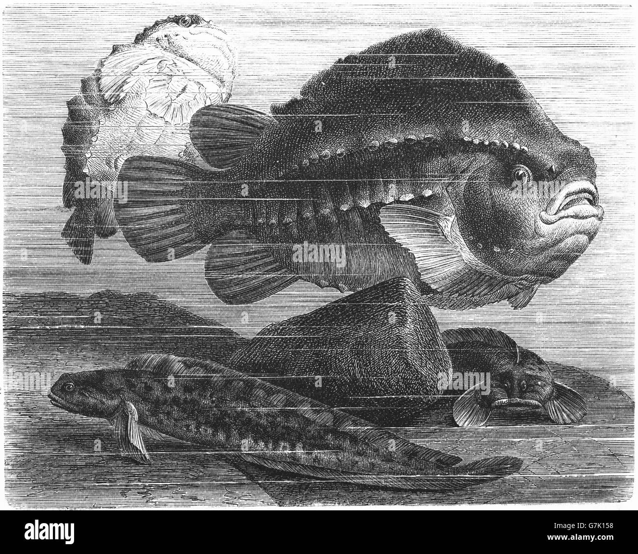 Cyclopterus lumpus, lumpsucker, lumpfish and viviparous eelpout, Zoarces viviparus, European eelpout, illustration from book dat Stock Photo