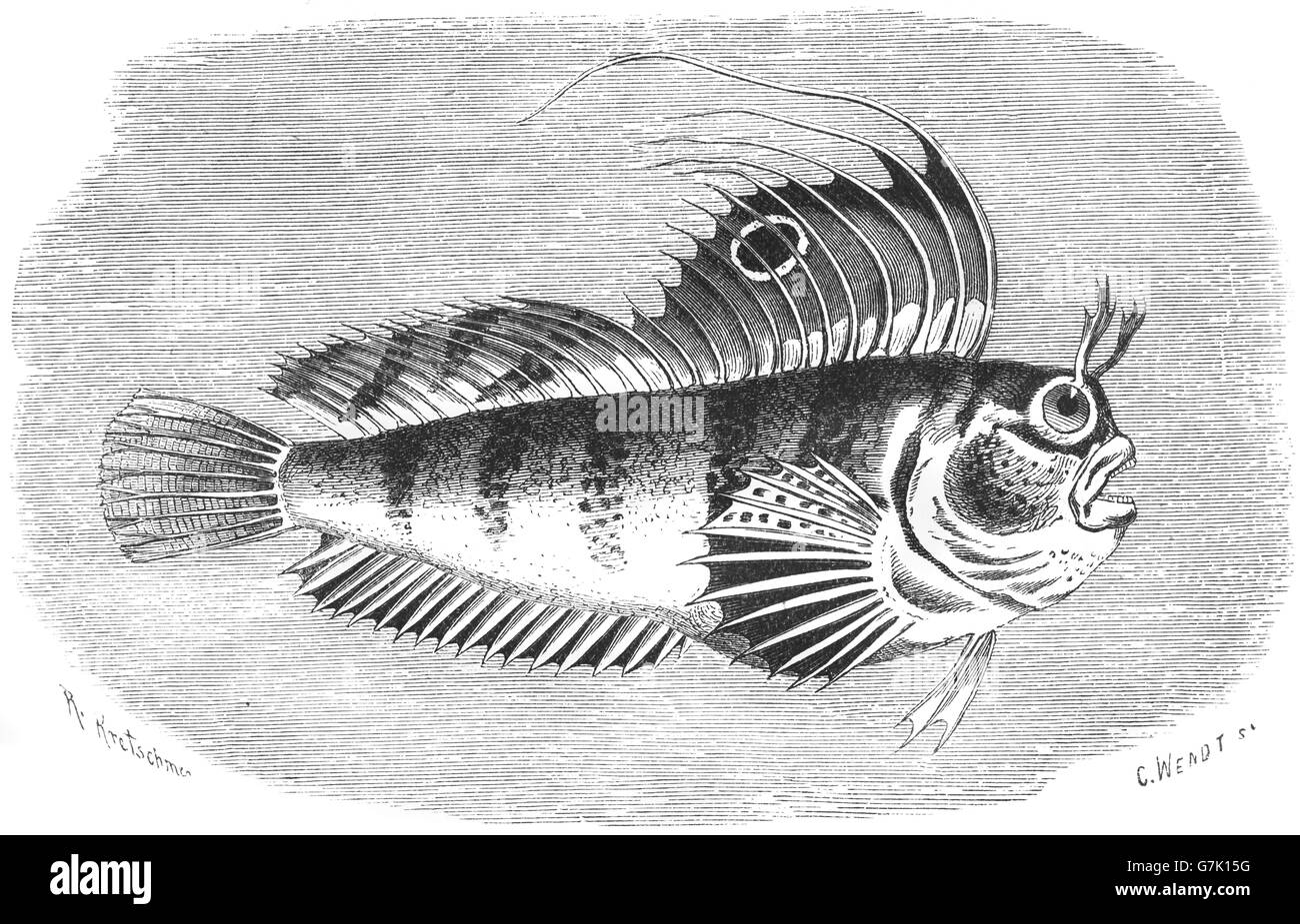 Butterfly blenny, Blennius ocellaris, illustration from book dated 1904 Stock Photo
