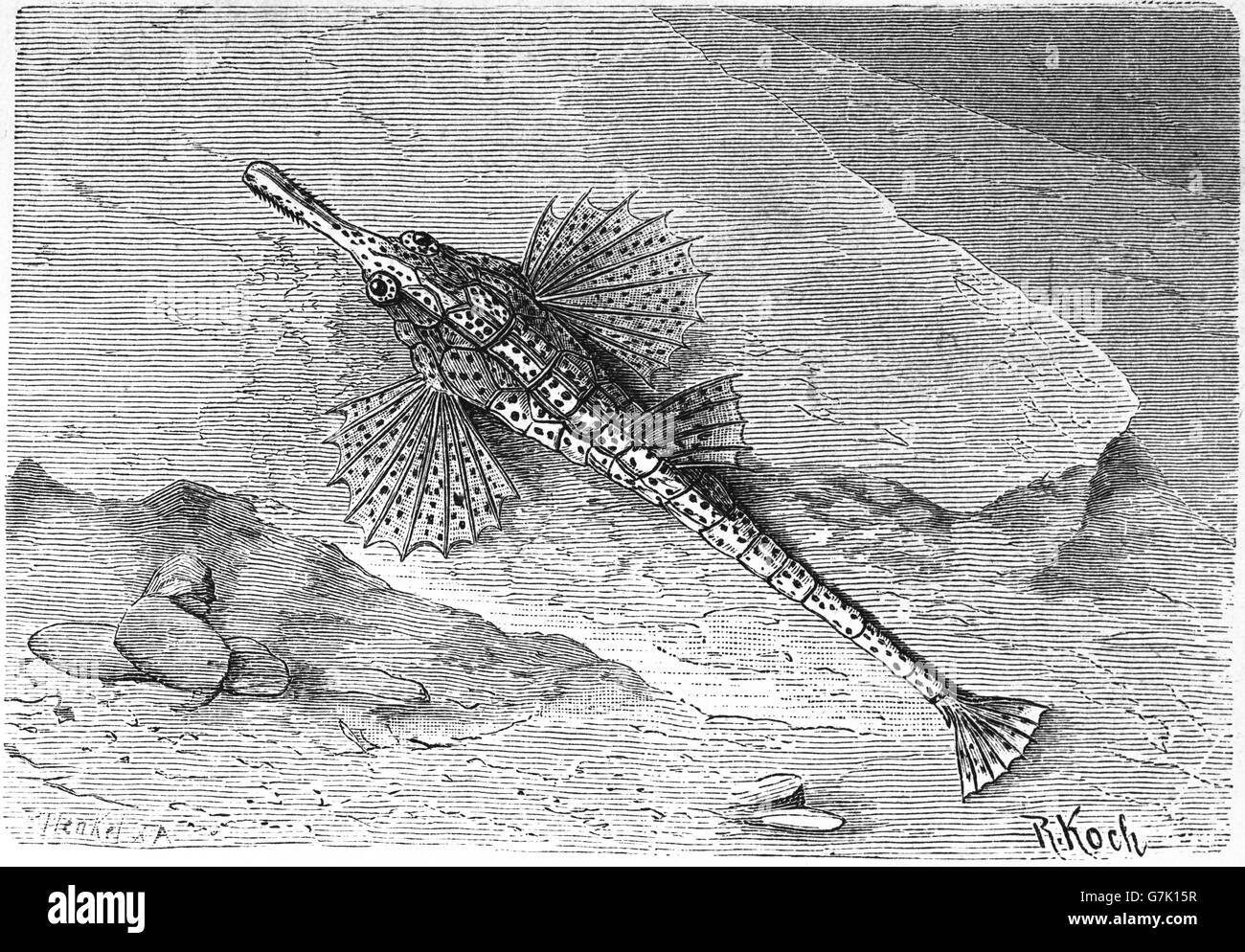 Longtail seamoth, Pegasus volitans, illustration from book dated 1904 Stock Photo