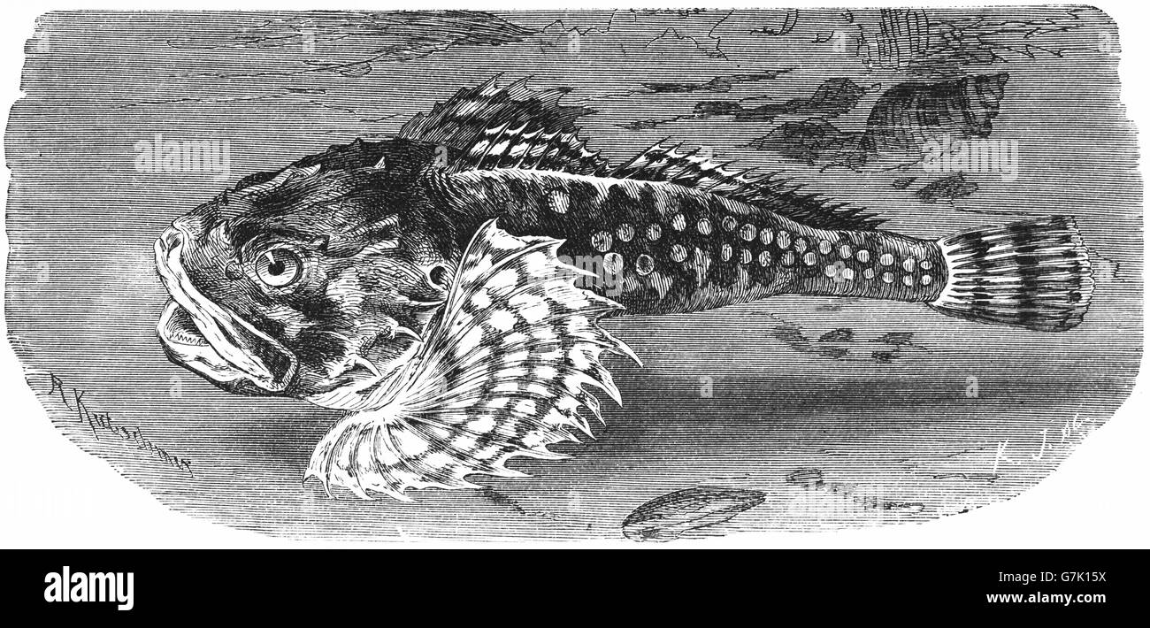 Myoxocephalus scorpius, shorthorn sculpin, short-spined sea scorpion, illustration from book dated 1904 Stock Photo