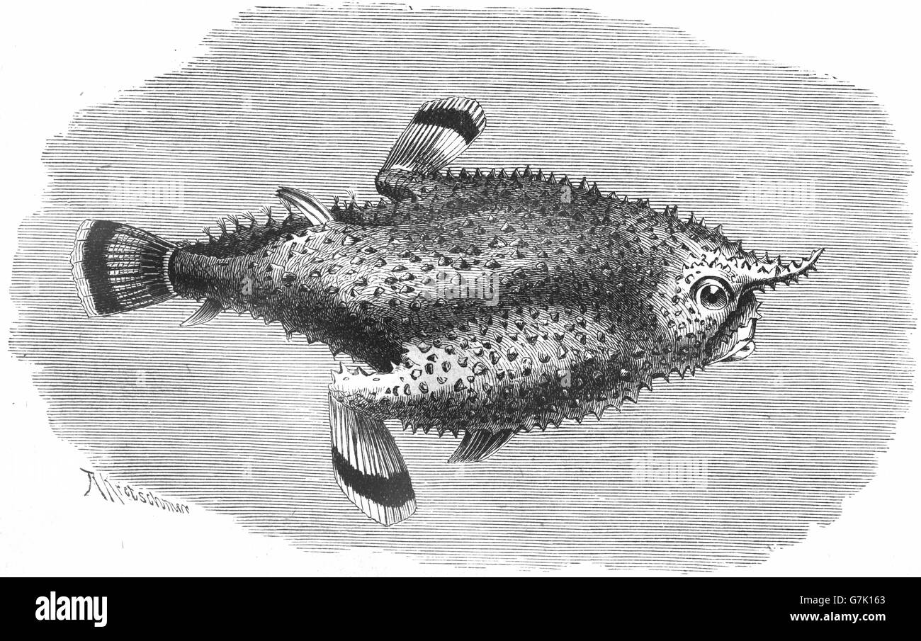 Brazilian batfish, Seadevil, Ogcocephalus vespertilio, malthe vespertilio, illustration from book dated 1904 Stock Photo